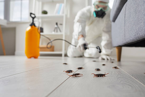 Post-Treatment Bed Bug Interceptor Monitoring in Paris